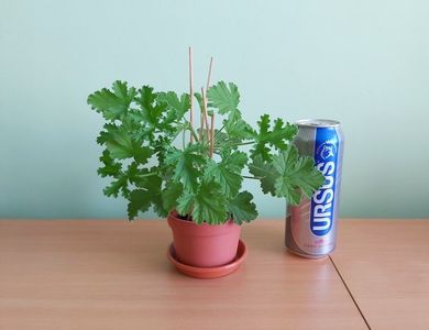 ; Doza de bere este pentru comparatie ca dimensiune.

