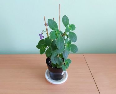 Streptocarpella mov (15); Planta tanara, viguroasa, cu bobocei, inradacinata in ghiveci mic de 8 cm diametru.
