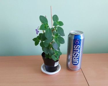 ; Doza de bere este pentru comparatie ca dimensiune.
