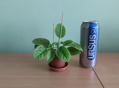 ; Doza de bere este pentru comparatie ca dimensiune.
