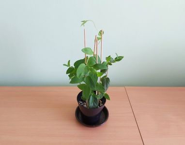 Lonicera / caprifoi  (20); Planta tanara, inradacinata in ghiveci de 9 cm.
