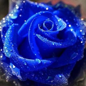 Rose Blue - Trandafirul Albastru ♥️♾