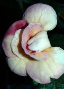 9- Peach Orchard