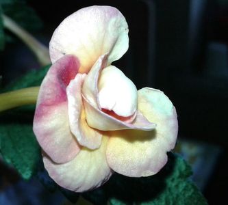 9- Peach Orchard