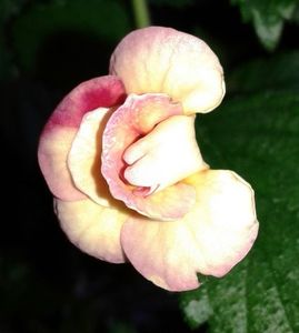 9- Peach Orchard