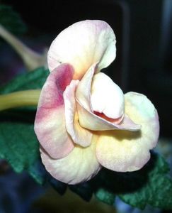 9- Peach Orchard