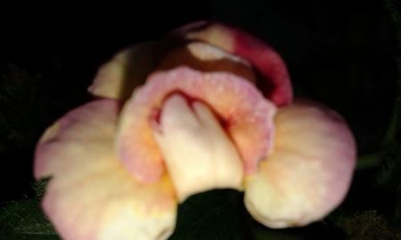 9-Peach Orchard