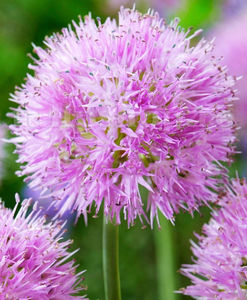 Bulbi Allium Carolinianum (Ceapă decorativă); Pret: 3 ron/buc.
