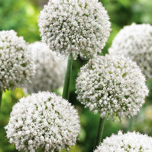Bulbi Allium White Cloud (Ceapă decorativă); Pret: 5 ron/buc.
