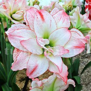 Bulbi Amaryllis Aphrodite (Hipperastrum); Pret: 28 ron/buc.

