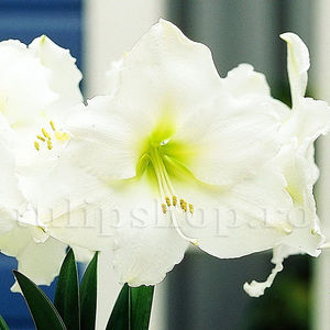 Bulbi Amaryllis Mont Blanc (Hipperastrum); Pret: 18 ron/buc.
