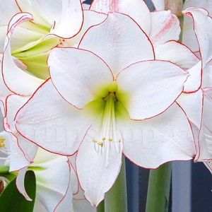 Bulbi Amaryllis Picotee (Hipperastrum); Pret: 28 ron/buc.
