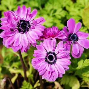 Bulbi Anemone Admiral; Pret: 1 ron/buc.
