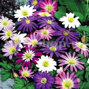 Bulbi Anemone Blanda Mix; Pret: 1 ron/buc.
