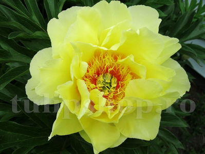 Bulbi Bujor Bartzella (Paeonia); Pret: 35 ron/buc.
