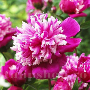 Bulbi Bujor Celebrity (Paeonia); Pret: 35 ron/buc.
