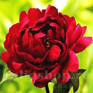 Bulbi Bujor Madame Gaudichau (Paeonia); Pret: 28 ron/buc.
