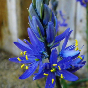 Bulbi Camassia Orion (Zambilă Indiană); Pret: 2 ron/buc.
