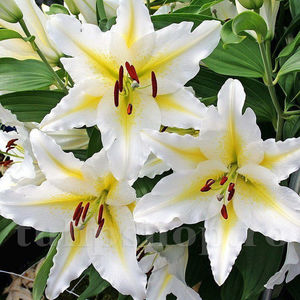 Bulbi Crin Bafferari (Lilium); Pret: 6 ron/buc.
