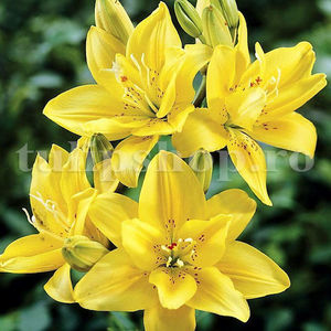 Bulbi Crin Fata Morgana (Lilium); Pret: 8 ron/buc.
