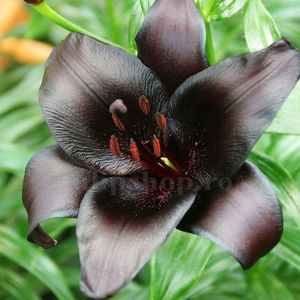 Bulbi Crin Nightrider (Lilium); Pret: 8 ron/buc.

