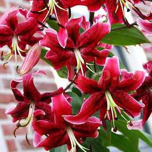 Bulbi Crin Miss Feya (Lilium); Pret: 8 ron/buc.
