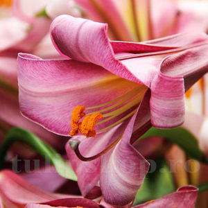 Bulbi Crin Pink Perfection (Lilium); Pret: 8 ron/buc.
