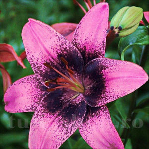 Bulbi Crin Purple Dream (Lilium); Pret: 6 ron/buc.
