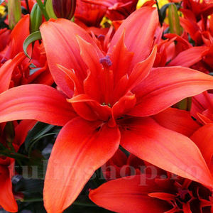 Bulbi Crin Red Twin (Lilium); Pret: 8 ron/buc.
