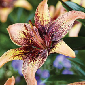 Bulbi Crin Tribal Dance (Lilium); Pret: 7 ron/buc.

