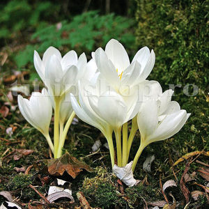 Bulbi Brândușe Album (Colchicum); Pret: 10 ron/buc.
