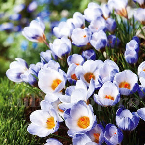 Bulbi Brândușe Blue Pearl (Crocus); Pret: 1 ron/buc.
