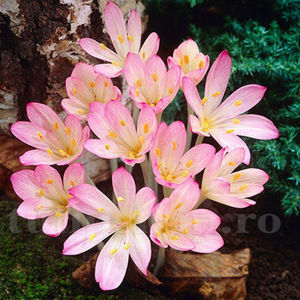 Bulbi Brândușe Cilicicum (Colchicum); Pret: 8 ron/buc.
