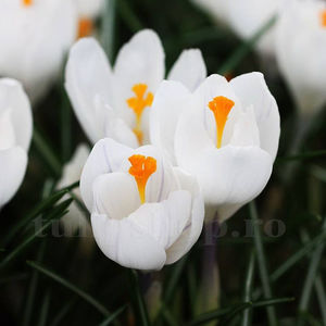 Bulbi Brândușe Jeanne d’Arc (Crocus); Pret: 1 ron/buc.
