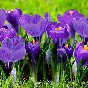 Bulbi Brândușe Remembrance (Crocus); Pret: 1 ron/buc.

