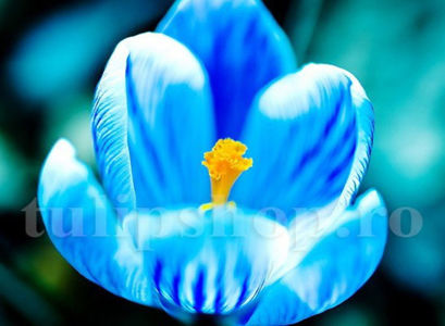 Bulbi Brândușe Sky Blue (Crocus); Pret: 1,5 ron/buc.
