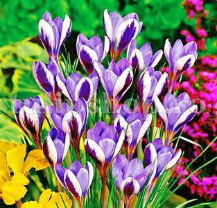 Bulbi Brândușe Spring Beauty (Crocus); Pret: 1 ron/buc.
