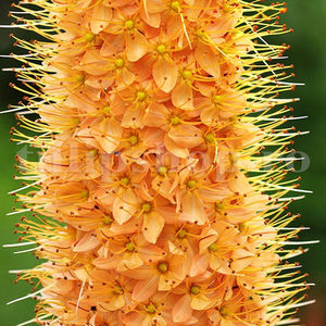 Bulbi Eremurus Cleopatra; Pret: 8 ron/buc.
