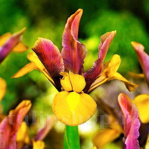 Bulbi Iris Bronze Queen (Stânjenel); Pret: 2 ron/buc.
