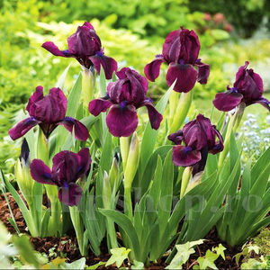 Bulbi Iris Cherry Garden (Stânjenel); Pret: 9 ron/buc.
