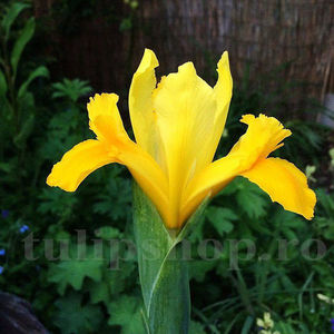 Bulbi Iris Golden Harvest (Stânjenel); Pret: 2 ron/buc.
