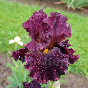 Bulbi Iris Hearty Burgundy (Stânjenel); Pret: 9 ron/buc.
