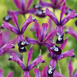 Bulbi Iris Pauline (Stânjenel); Pret: 1,50 ron/buc.
