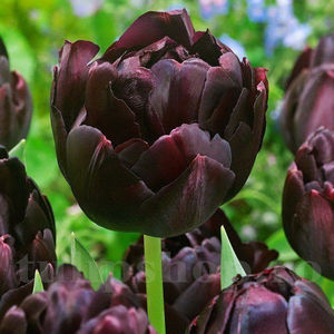 Bulbi Lalele Black Hero (Tulip); Pret: 3 ron/buc.
