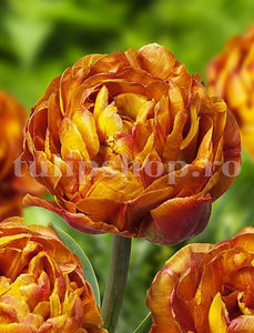 Bulbi Lalele Brownie (Tulip); Pret: 3 ron/buc.
