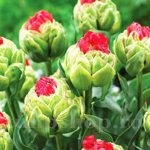 Bulbi Lalele Bull's Eye (Tulip); Pret: 4 ron/buc.

