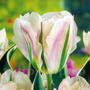Bulbi Lalele China Town (Tulip); Pret: 2 ron/buc.
