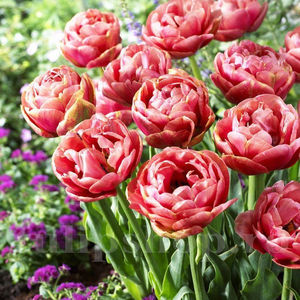 Bulbi Lalele Copper Image (Tulip); Pret: 2,50 ron/buc.
