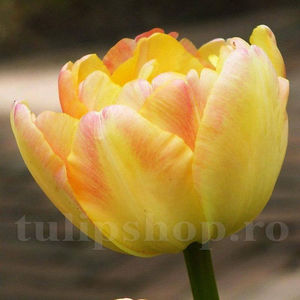 Bulbi Lalele Creme Upstar (Tulip); Pret: 2 ron/buc.
