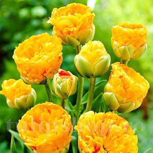 Bulbi Lalele Double Beauty of Apeldoorn (Tulip); Pret: 2 ron/buc.
